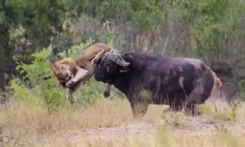 CLIP: Bị 2 con sư tử truy sát, trâu rừng nổi điên húc trọng thương chúa tể đồng cỏ