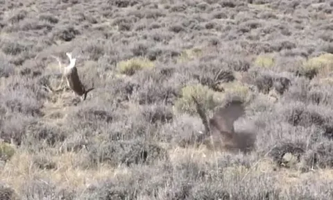 CLIP: Bị đại bàng truy sát, thỏ rừng tung 'ngón võ' khiến kẻ đi săn ôm hận