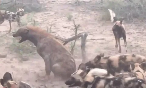 CLIP: Bụng mang dạ chửa, một mình linh cẩu chiến đấu với đàn chó hoang và cái kết
