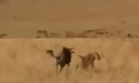 CLIP: Đi săn linh dương đầu bò, sư tử từ kẻ đi săn biến thành con mồi