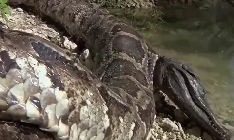 CLIP: Tham lam nuốt cá sấu, trăn khủng nhận 'quả báo' ngay sau đó