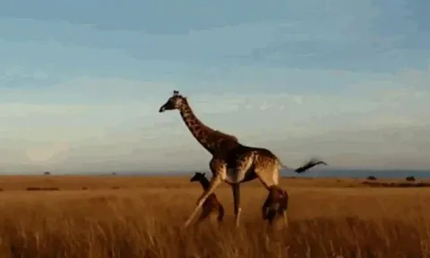 CLIP: Đi săn hươu cao cổ, sư tử bị con mồi đạp cho 'nhừ xương'