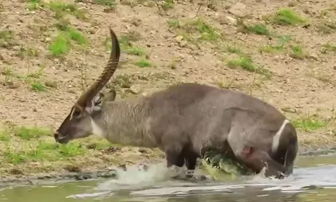 CLIP: Bị cá sấu tấn công, linh dương đạp thẳng mặt kẻ đi săn rồi chạy thoát thân