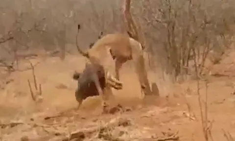 CLIP: Đi săn gặp con mồi 'có máu điên', sư tử vội vàng tháo chạy khi bị linh dương đầu bò húc liên tiếp 