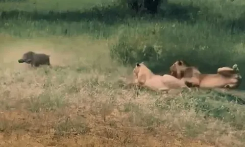 CLIP: Bầy sư tử ngạc nhiên, ngơ ngác khi con mồi chạy qua trước mặt