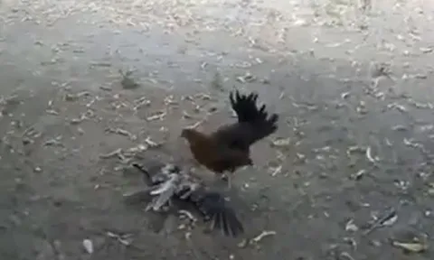 CLIP: 'Ủ mưu' săn gà con, diều hâu bị phụ huynh con mồi 'xử tử' ngay tức khắc