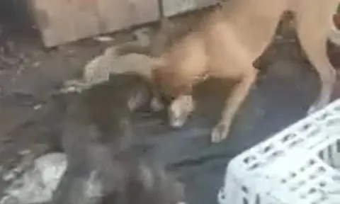 CLIP: Lẻn và chuồng bắt trộm gà, cáo bị 2 con chó Pitbull tóm được và cái kết bi thảm