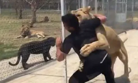 CLIP: Người đàn ông bị sư tử vồ và cái kết khiến người xem thót tim