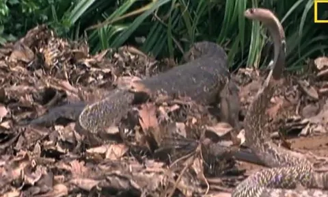 CLIP: Lẻn vào ăn trộm trứng của rắn hổ mang chúa, kỳ đà bị rắn độc truy sát