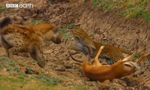 CLIP: Vừa săn được linh dương, báo hoa mai bị linh cẩu 'tranh công' nhưng cái kết của con mồi mới 'sốc'