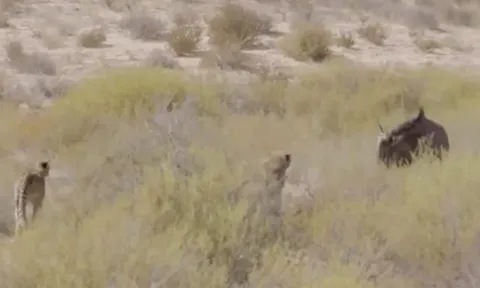 CLIP: Bị 4 con báo săn truy sát, linh dương đầu bò nổi điên tấn công ngược lại kẻ đi săn và cái kết mỹ mãn