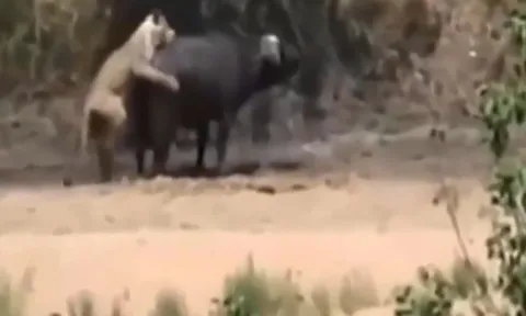 CLIP: Voi "giải cứu" trâu rừng khỏi hàm tử thần của sư tử và cái kết đầy bất ngờ