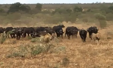 CLIP: Đàn trâu rừng hợp sức "giải cứu" đồng loại, sư tử tháo chạy tán loạn
