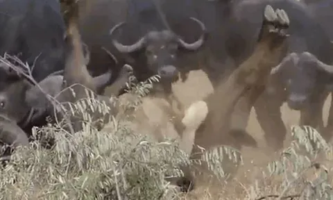 CLIP: Vừa hạ gục được trâu rừng, 2 con sư tử bị đồng loại của con mồi húc cho tã tơi