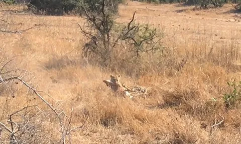 CLIP: Báo hoa mai phục kích hoàn hảo, hạ gục linh dương trong tích tắc