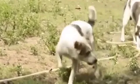 CLIP: Đụng độ 4 con chó nhà, rắn hổ mang bị kẻ thù xé xác