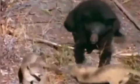 CLIP: 'Lỡ tay' tát báo sư tử con, gấu đen lập tức 'nhận quả báo' từ phụ huynh kẻ thù
