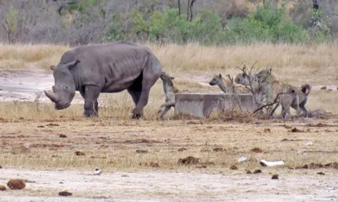 Tê giác bị thương trở thành mục tiêu tấn công của bầy linh cẩu, cuộc chiến tàn khốc nơi thảo nguyên