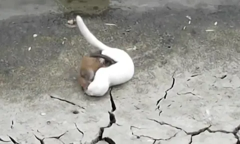 CLIP: Cuộc chiến sinh tử nghẹt thở giữa chồn sương và chuột cống