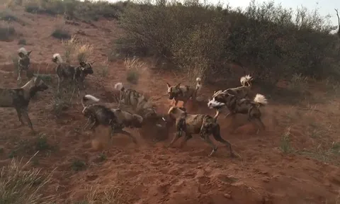 CLIP: Đàn chó hoang châu Phi hợp lực hạ gục lợn rừng trong cuộc săn đầy kịch tính