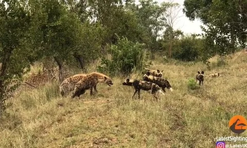 CLIP: Linh cẩu tháo chạy sau cuộc chạm trán kịch tính với đàn chó hoang châu Phi