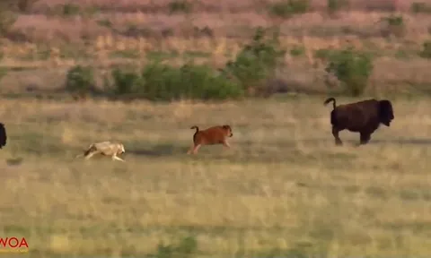 CLIP: Bò rừng mẹ quả cảm lao vào đàn sói để bảo vệ con non