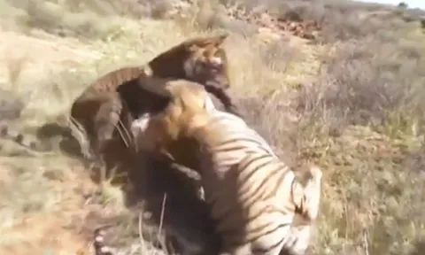 CLIP: Cuộc chiến sinh tử giữa hai mãnh hổ, chỉ một con sống sót