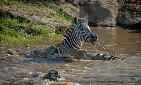 CLIP: Bị tấn công bất ngờ, ngựa vằn nhanh chân đá vào miệng cá sấu nhưng vẫn không tránh thoát cái chết thảm khốc