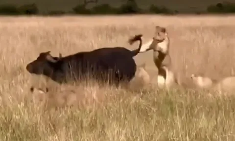 CLIP: Liều lĩnh săn trâu rừng khỏe mạnh, sư tử bị húc ‘bầm dập’