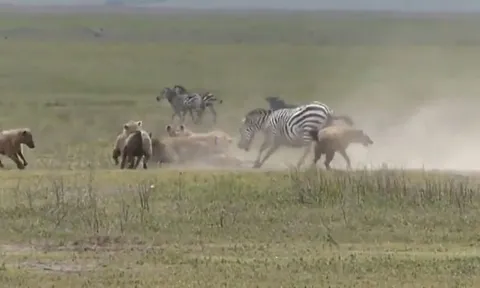 CLIP: Sư tử ung dung hưởng lợi sau trận chiến sinh tử giữa linh cẩu và ngựa vằn