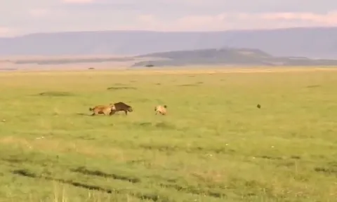 CLIP: Bi kịch của trâu rừng con, nạn nhân của bầy linh cẩu khát máu