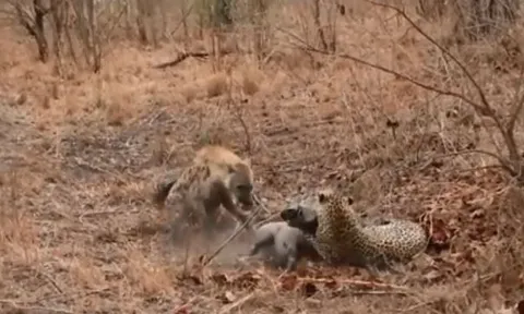 CLIP: Báo hoa mai chật vật hạ sát lợn bướu, linh cẩu thừa cơ ‘xẻ thịt’ con mồi