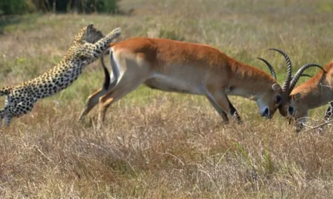 CLIP: Linh dương ác chiến dữ dội không hề hay biết ‘tử thần’ tiến lại gần và cái kết đắng chát