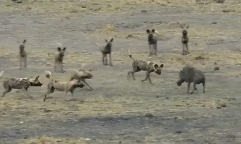 CLIP: Bị bầy chó hoang hung dữ truy sát, lợn bướu vẫn có thể thoát thân nhờ thứ không ngờ tới