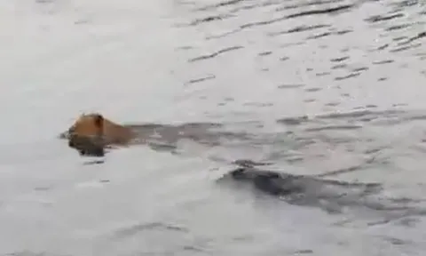 CLIP: Sang sông bị cá sấu truy sát, sư tử nhận cái kết khó tin