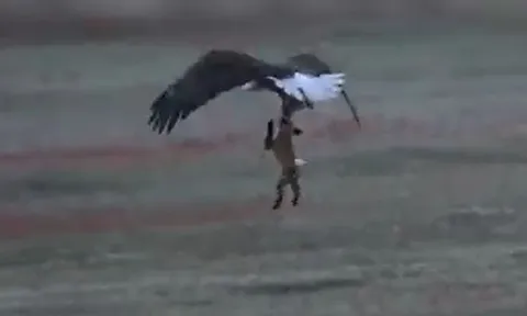 CLIP: Vừa săn được thỏ, cáo đỏ bị đại bàng tóm được và cái kết