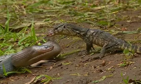 CLIP: Mãn nhãn trước màn tử chiến bất phân thắng bại của kỳ đà và rắn sọc dưa