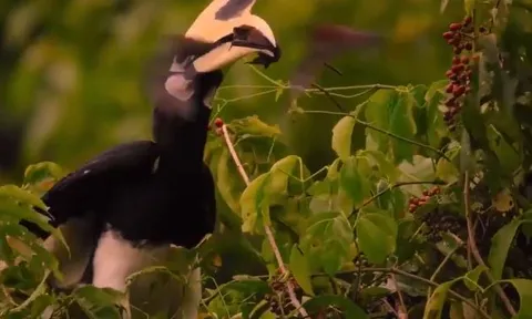 CLIP: Mãn nhãn trước màn săn dơi đỉnh cao của chim hồng hoàng