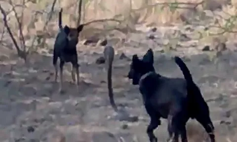 CLIP: Bị 2 con chó nhà tấn công dữ dội, rắn hổ mang vẫn không hề hấn gì