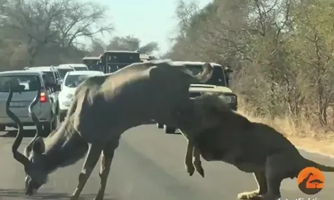 CLIP: Đi săn linh dương kudu, sư tử bị con mồi đạp cho trọng thương nhưng cái kết cuối cùng mới gây 'sốc'