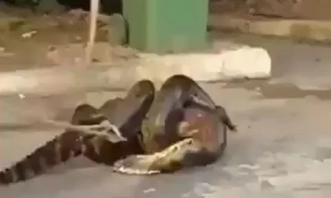 CLIP: Trăn Nam Mỹ tham lam nuốt cá sấu và màn giải cứu đầy gay cấn