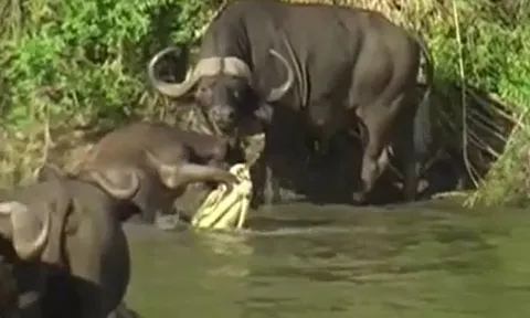 CLIP: Bị cá sấu ngoạm chân, trâu rừng con vẫn có màn thoát thân ngoạn mục