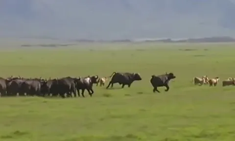 CLIP: Đàn trâu rừng nổi điên truy sát bầy sư tử và cái kết 'muối mặt' cho chúa tể đồng cỏ
