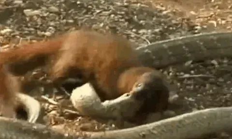 CLIP: Đụng độ cầy mangut, rắn hổ mang chúa 'khủng' bị cắn nát đầu