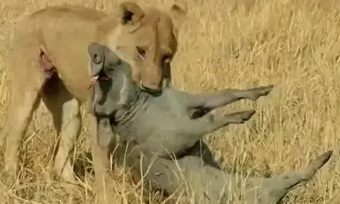 CLIP: Đi săn lợn bướu, sư tử bị con mồi húc thủng bụng và cái kết khó tin