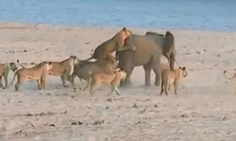 CLIP: Bầy sư tử 'xúm đen xúm đỏ' vẫn không thể hạ sát voi rừng