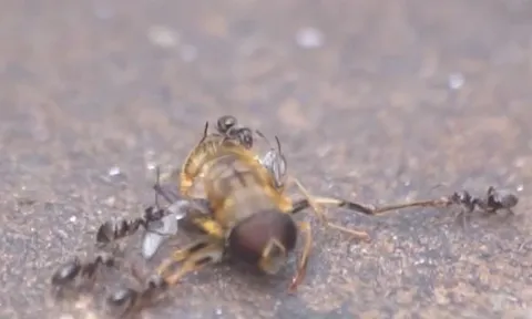 CLIP: Đi lạc vào địa bàn của kiến quân đội, ong bắp cày phải trả giá bằng cả tính mạng