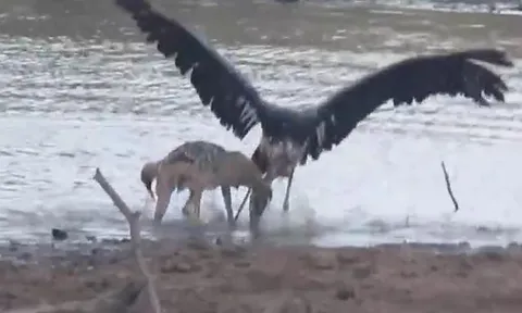 CLIP: Đụng độ chó rừng, cò nhận cái kết bi thảm