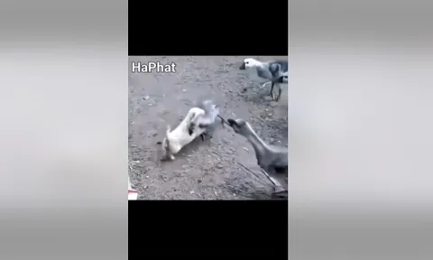 CLIP: Cuộc chạm trán kịch tính giữa cún con và ngỗng con, cái kết khiến ai cũng bất ngờ