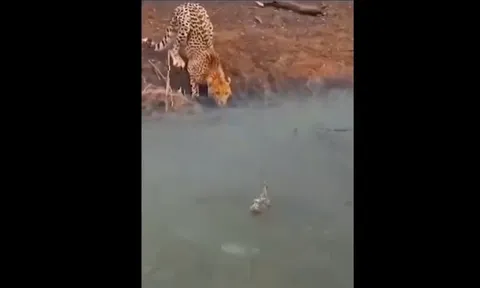 CLIP: Mải mê săn vịt, báo đốm không ngờ mình lại rơi vào bẫy tử thần